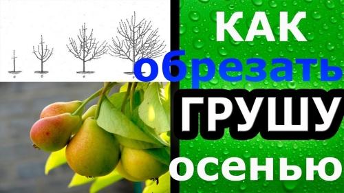 Как правильно обрезать грушу осенью - секреты профессионалов