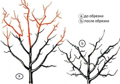 Как и когда правильно обрезать абрикосы в осеннее время - основные правила и рекомендации