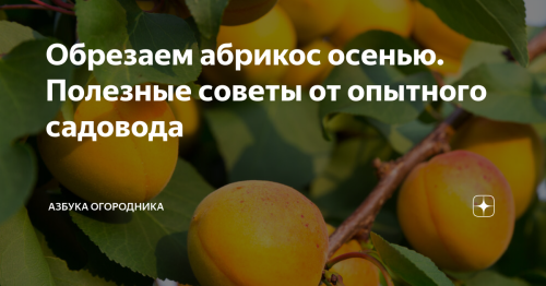 Как и когда правильно обрезать абрикосы в осеннее время - основные правила и рекомендации