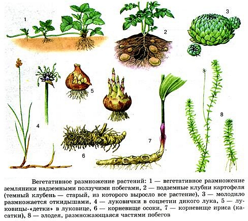 Взаимодействие животных и растений - как они помогают друг другу в размножении