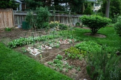Зубчатые огородные растения - виды, применение и советы для садоводства