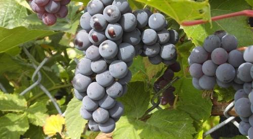 Заготовка и хранение черенков винограда осенью - полезные советы и рекомендации