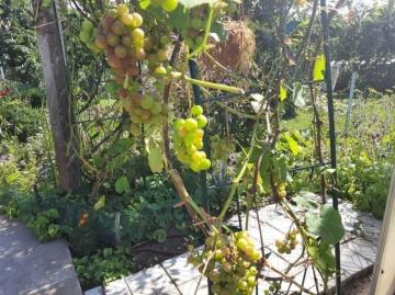 Заготовка и хранение черенков винограда осенью - полезные советы и рекомендации