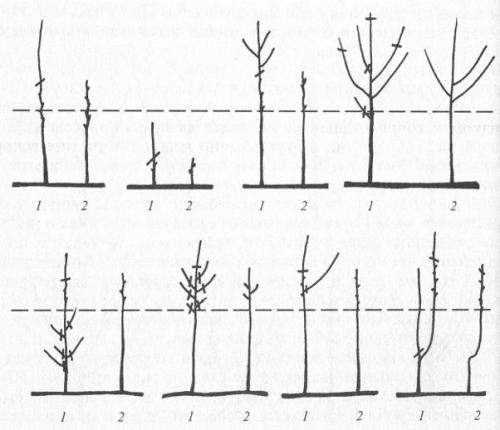 Влияние формы кроны садового растения на его зависимости - насколько важна геометрия для здоровья и развития растений?