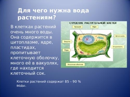 Зачем растениям необходима вода и как ее наличие влияет на их процесс роста и развития