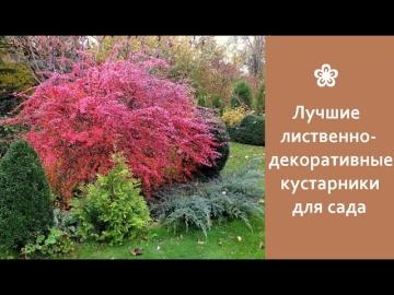 Лучшие многолетние морозостойкие декоративные кустарники для сада - выбирайте прямо сейчас!