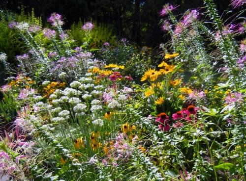 Лучшие садовые растения с крупными цветками для украшения вашего сада
