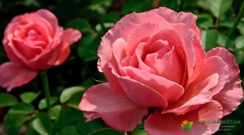 Как выбрать правильный грунт для розы садовой - советы и рекомендации