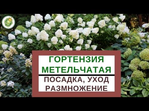 Гортензия метельчатая - виды, посадка и уход, советы по размножению