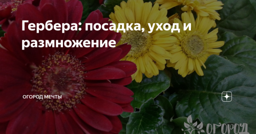 Гербера - все, что нужно знать о выращивании и уходе за этими красивыми и яркими цветами на клумбах