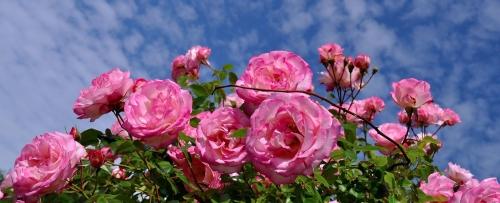 Как избавиться от основных вредителей садовых роз - эффективные способы борьбы с напастью на ваш сад