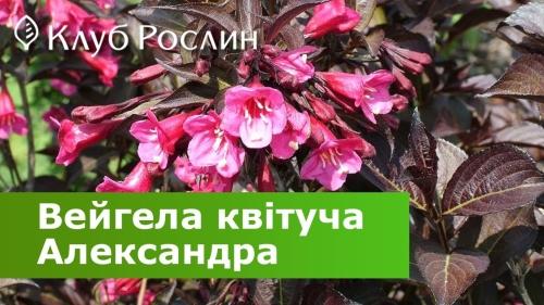 Вейгела - описание кустарника, особенности выращивания и советы по уходу для создания красивого сада