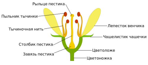 Особенности строения цветков ветроопыляемых растений, которые делают их идеальными для поллинаторов