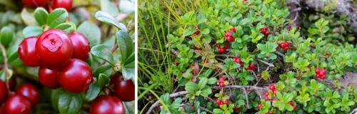 Выращивание, уход и полезные свойства садовой брусники - секреты заботы о ягодных растениях для богатого урожая и здоровья