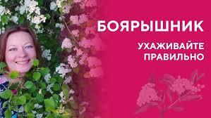 Как посадить и ухаживать за крупным садовым боярышником - полезные свойства и применение