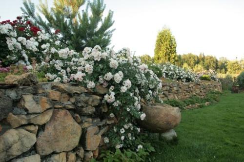 Как создать идеальные условия для процветания белой садовой розы - уход и советы от опытных садоводов