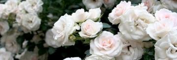 Как создать идеальные условия для процветания белой садовой розы - уход и советы от опытных садоводов