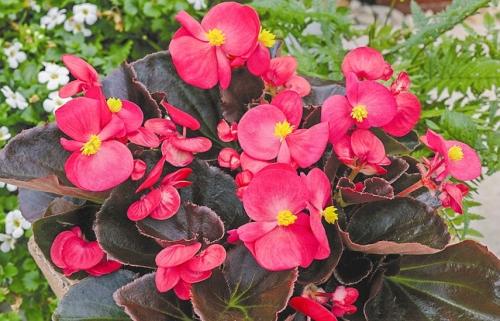 Бегония садовая - как правильно сажать и ухаживать за ней в домашних условиях для прекрасного цветения