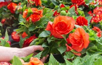 Бегония садовая - как правильно сажать и ухаживать за ней в домашних условиях для прекрасного цветения