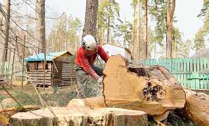 Удалить дерево. Опиловка. Борьба с короедом